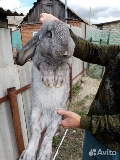 Кролики - серые и белые великаны