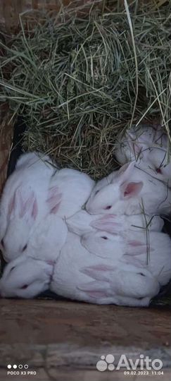 Кролики Белый панон