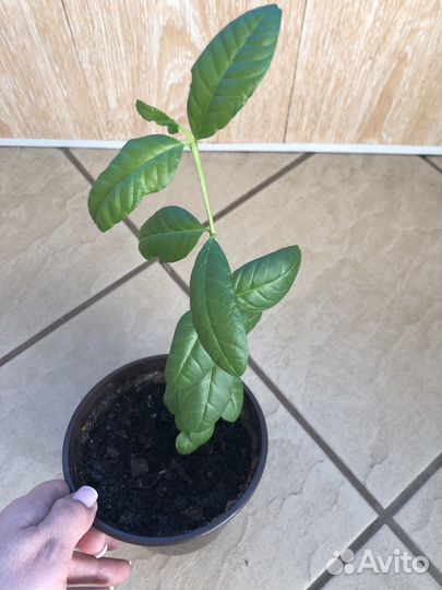 Экзотические растенияКвисквалис индийский