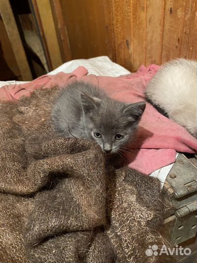 Кошечка в добрые руки