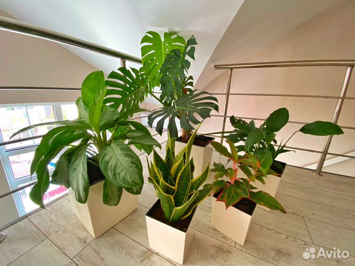 Аренда растений