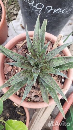 Агава Мангава