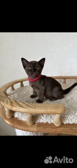 Бурманская