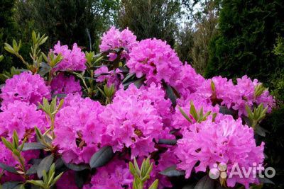 Декоративное растение Рододендрон. Саженцы