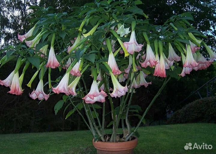 Комнатные цветы