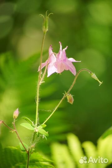 Проекционный 16кп-1,2/50; ро109; Теле-зумы мануал