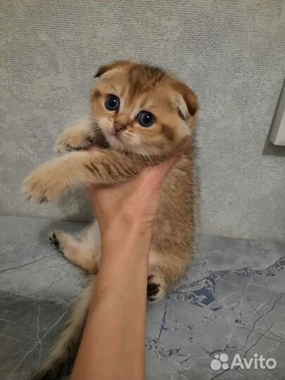 Шотландские котята золотая шиншилла