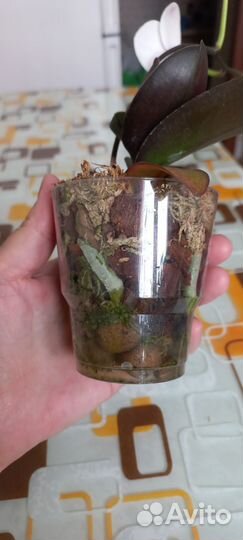 Орхидея фаленопсис