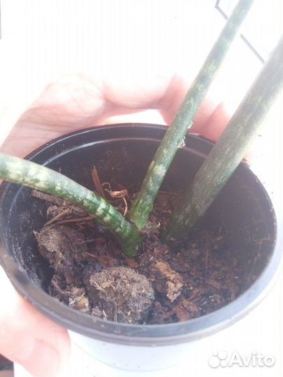 Сансевиерия цилиндрика экзот