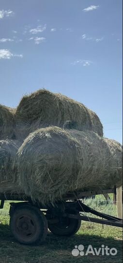 Луговое сено 2023