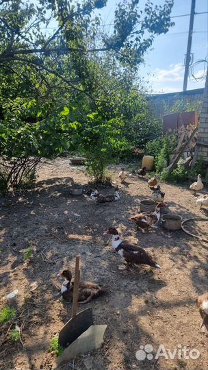 Мускусные утки индоутки