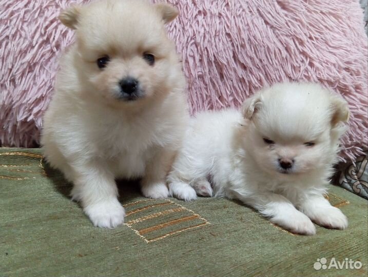 Щенки померанского шпица медвежьего типа