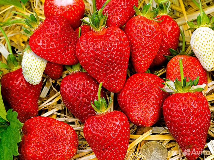 Рассада клубники Альба