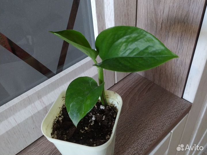 Сциндапсус эпипремнум марбл квин