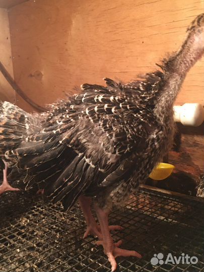 Бройлеры кобб 500 Индюшата скб