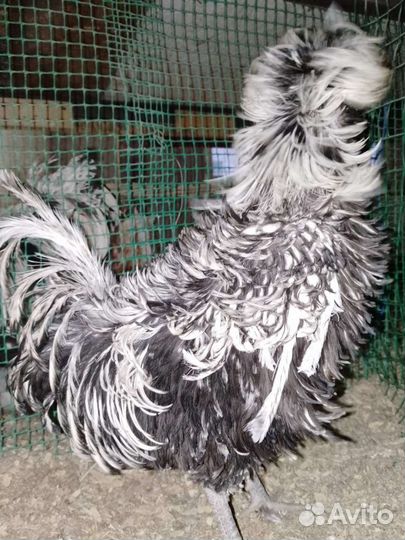 Петушки породы падуан и китайский шёлковый