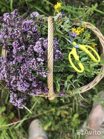 Душица сушеная