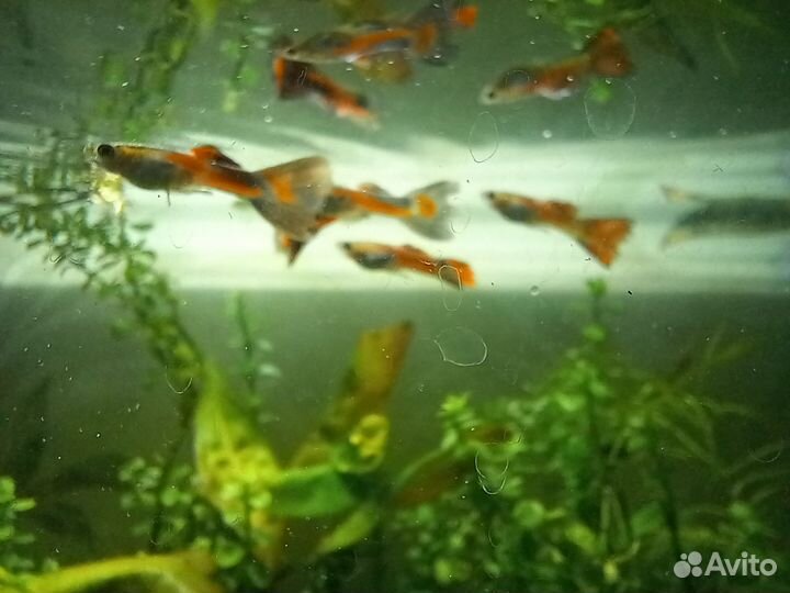 Аквариум 8 л