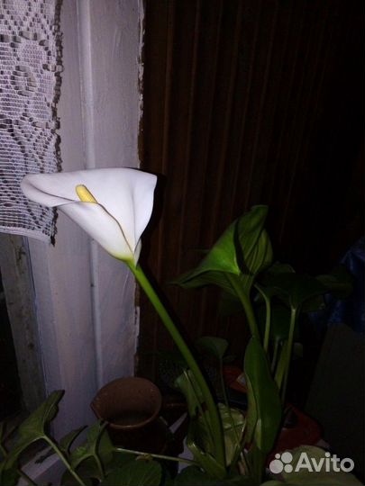 Калла эфиопская