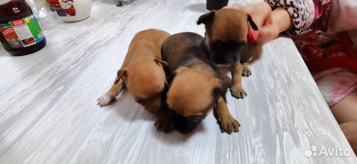 Собаки щенки