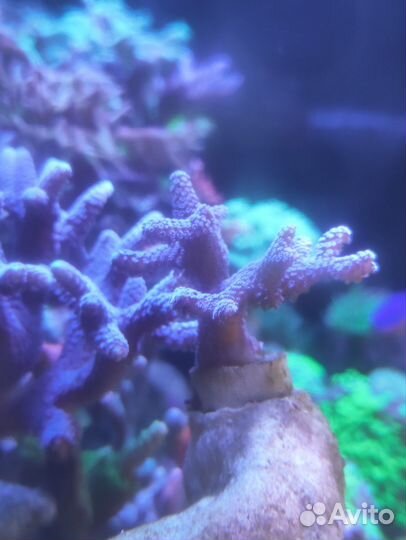 Кораллы - зоантусы, LPS и SPS