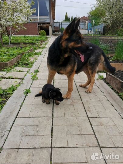 Продаются щенки немецкой овчарки