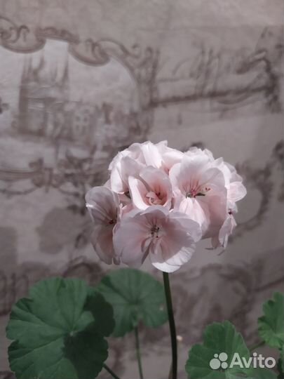 Герань кремовая и яркая розовая, декабрист