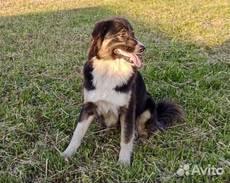 Лорд - крупный молодой пес-кастрат в хорошие руки