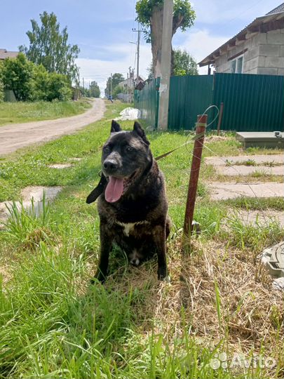 Метис стаффорда