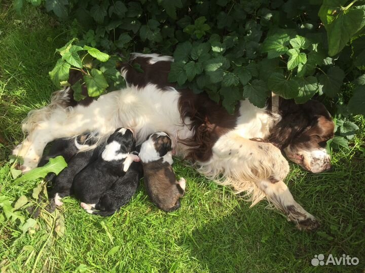 Щенок спаниеля метис