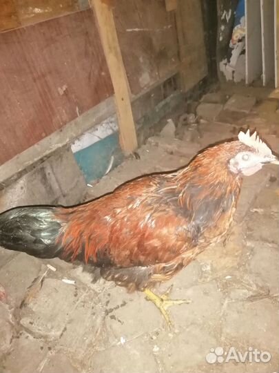Куры петухи