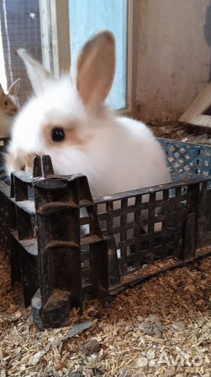 Продам кроликов декоративных