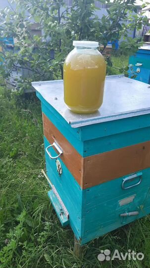 Мёд домашний