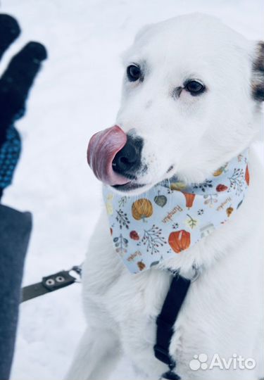Молодой сильный ласковый Юкки томится в приюте