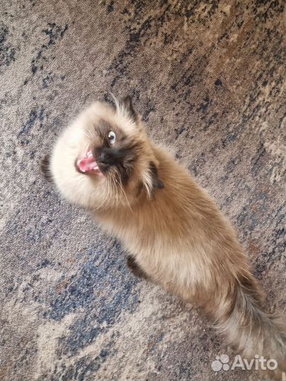Котёнок метис в добрые руки