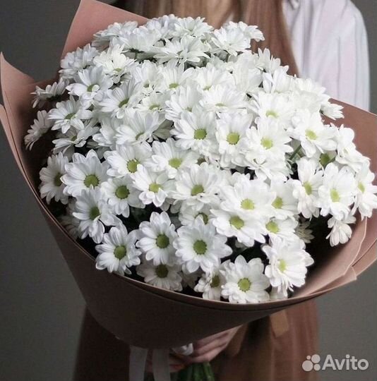 Хризантема Доставка цветов