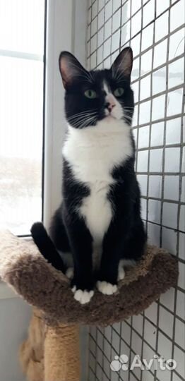Кошка подросток