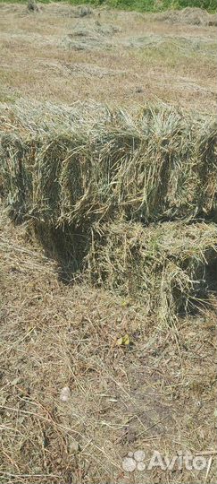 Сено в тюках