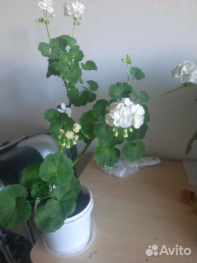 Пеларгония герань