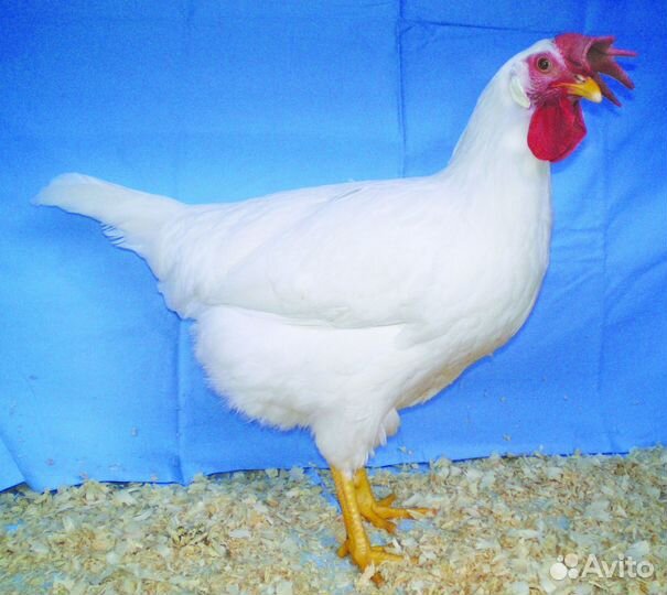 Куры молодки несушки