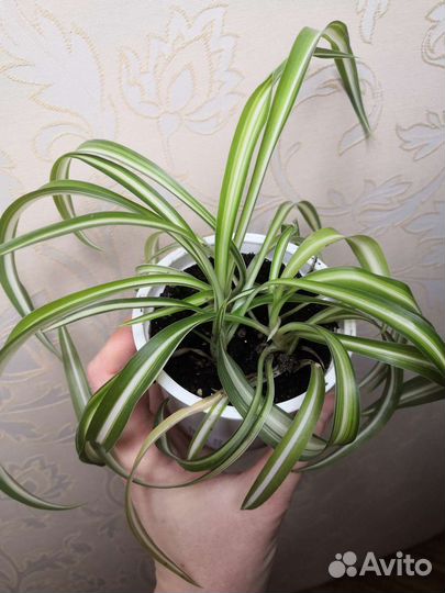 Хлорофитум кудрявый