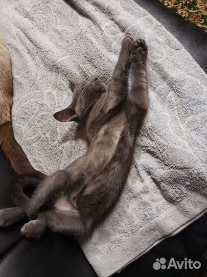 Кошечка в добрые ручки
