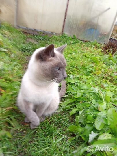 Кошка в дар бесплатно