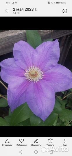 Цветы для сада