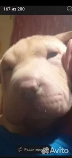 Шарпей малец