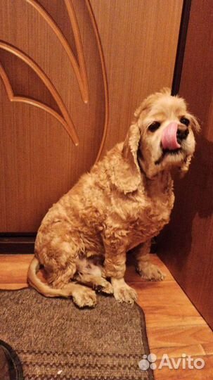 Передержка животных