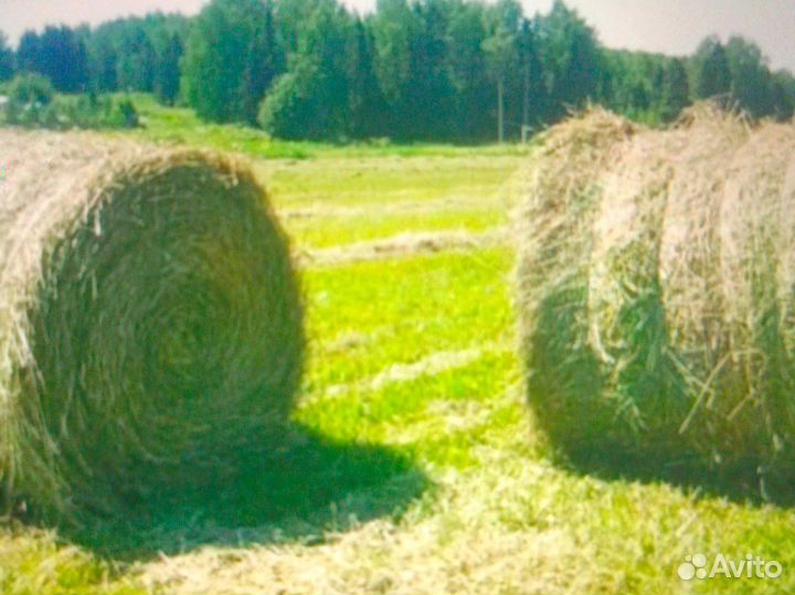 Продам сено в рулонах