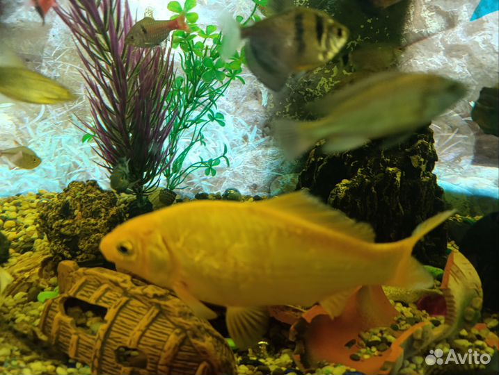 Комета (классическая золотая рыбка)