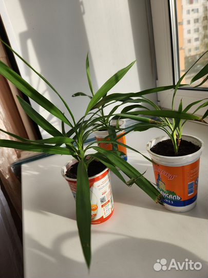 Комнатные растения цветы