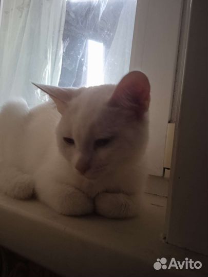 Кошка в дар